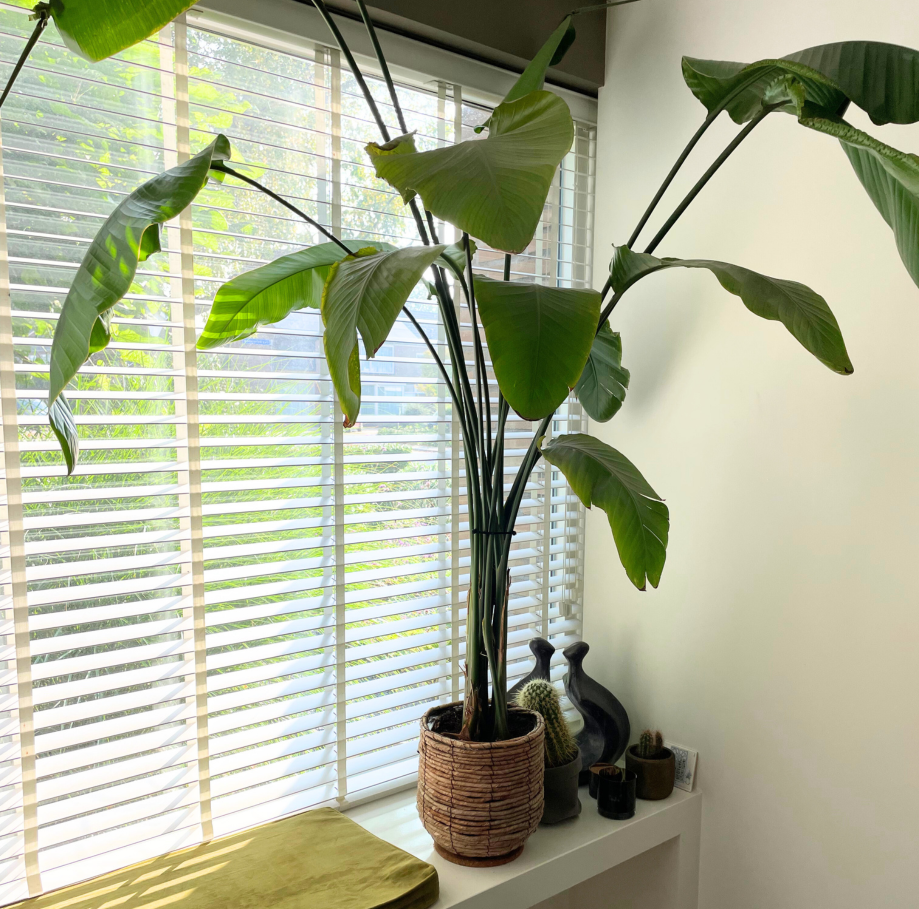 Bloempot met plant in vensterbank